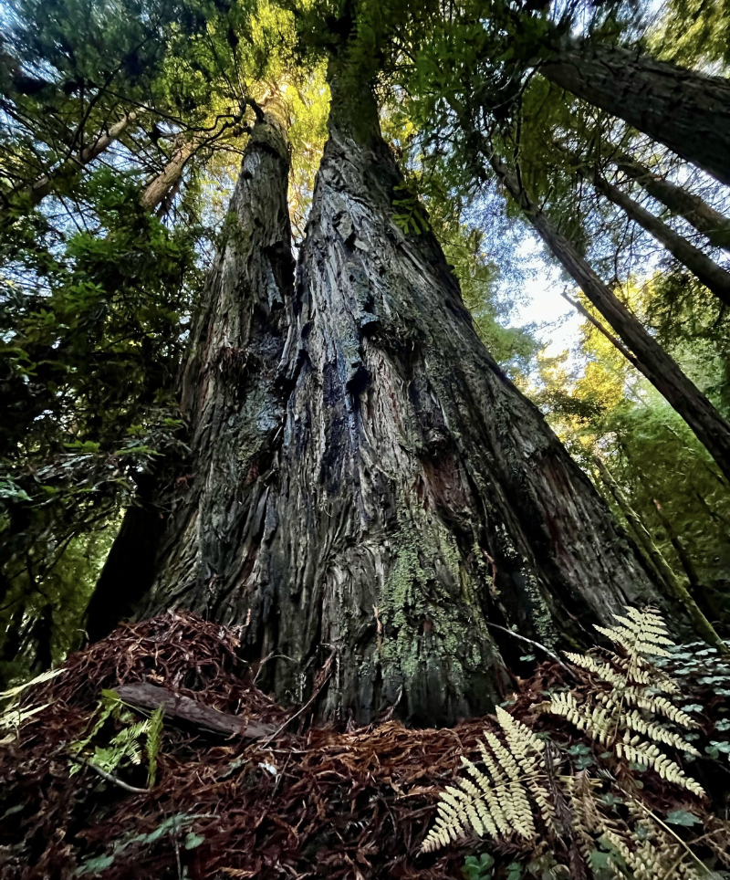 Petition to Protect Pomo Homelands and Redwood Forests!