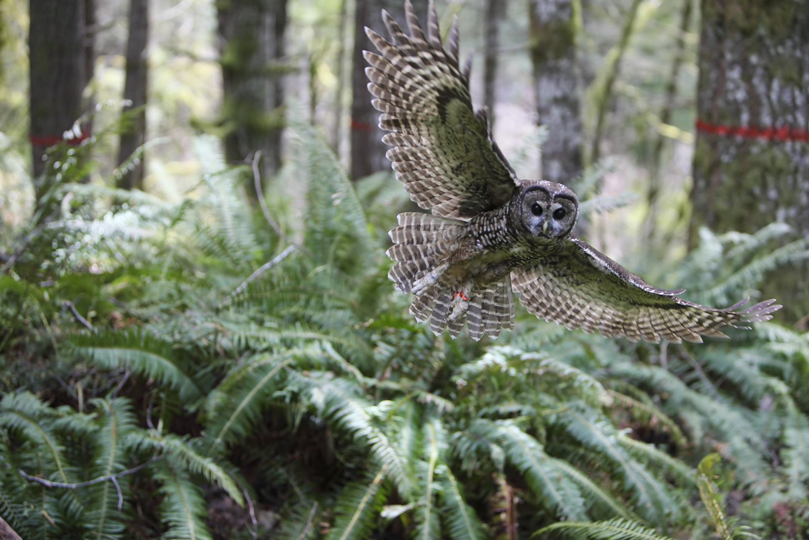 action-alert-rescind-trump-rollbacks-of-spotted-owl-critical-habitat